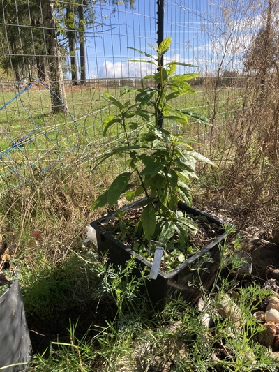 (October 25, 2024) Autumnal Update -- I think it had a great summer, looking lush. May need some pruning instructions in the future.