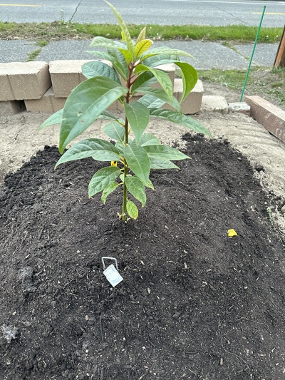 (October 29, 2024) Planted in a mound -- Tree was planted last week in a citrus mix mound. The native aoio below the mound was also replaced about 1.5 feet deep since it was hard clay apio with gravel and rocks. About 4 cubic feet of citrus mix was used around the roots, with generic garden shop topsoil to help complete the mounding.