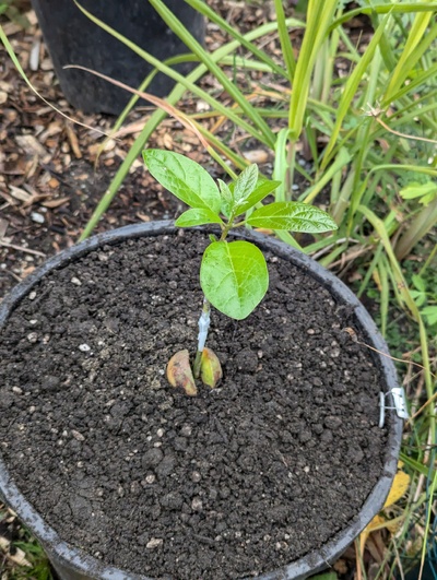 (November 11, 2024) Update -- Graft appears to be a success! Was potted up today.