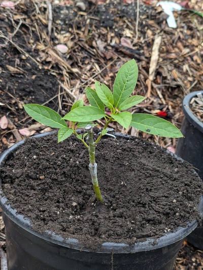 (November 11, 2024) Update -- Graft has grown well. Was potted up today.