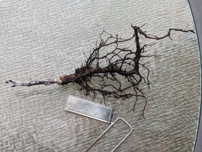(November 12, 2024) Dead -- Guess the roots ran out of energy.