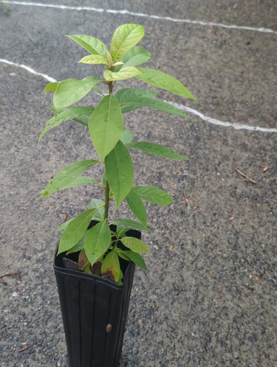 (November 14, 2024) Tree assigned -- ...and distributed.
