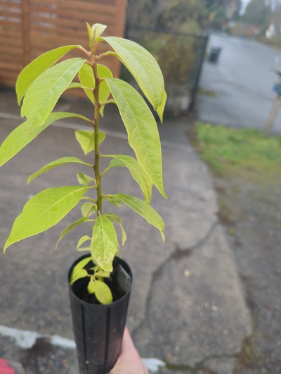 (November 14, 2024) Tree assigned -- ...and distributed.