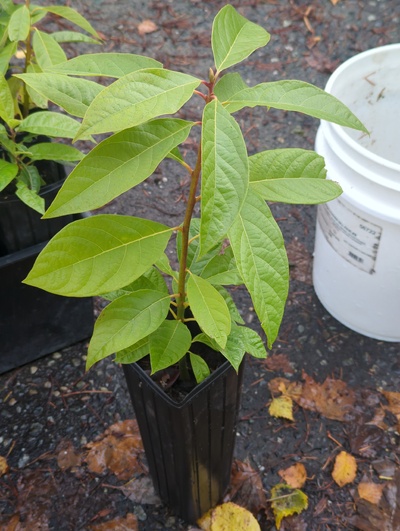 (November 14, 2024) Tree assigned -- ...and distributed.