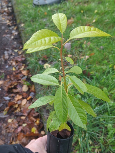 (November 14, 2024) Tree assigned -- ...and distributed.