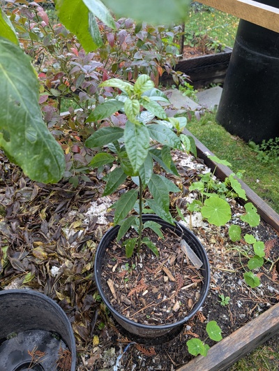 (November 18, 2024) Pre-Winter Report -- Unfortunately the graft didn't take and eventually the wrapping came off. A side sprout is now approximately 14" tall. 

This one is still in its pot and will overwinter outside (or in the garage, in the event that we have a really cold spell). Location is west-facing gets about 4 hours of direct, strong afternoon sun. 