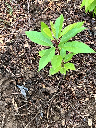 (November 18, 2024) Planted 11/18 -- In ground 11/18. 