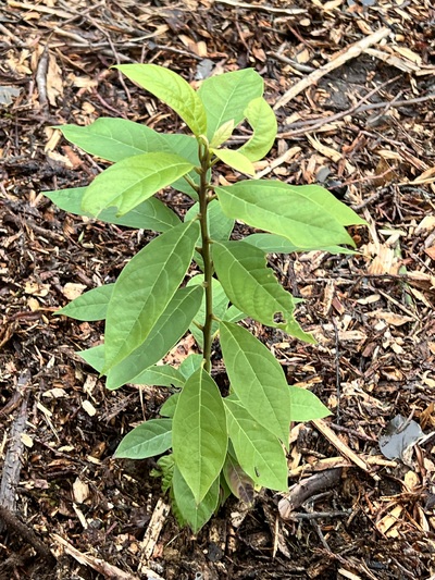 (November 18, 2024) Planted 11/18 -- In ground 11/18. 