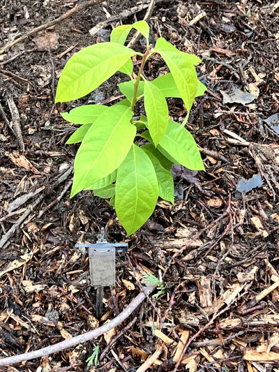 (November 18, 2024) Planted 11/18 -- In ground 11/18. 