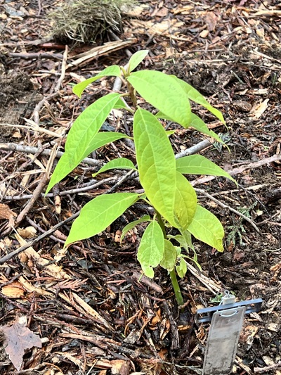 (November 18, 2024) Planted 11/18 -- In ground 11/18. 