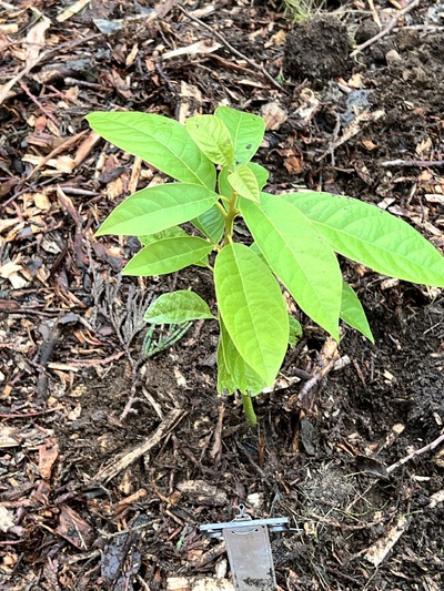 (November 18, 2024) Planted 11/18 -- In ground 11/18. 