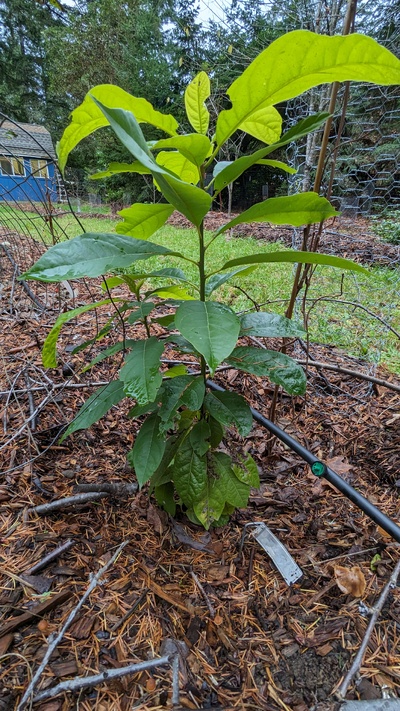 (November 19, 2024) Fall update, Nov 18 2024 -- Looking a bit tattered at the bottom but it has put on some nice growth on top.
