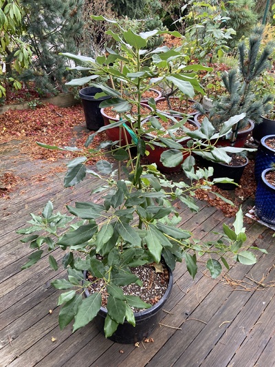 (November 20, 2024) pre-winter report -- Robust growth, both vertical and lateral - about 40" tall, Nov 2024
Planted in 10gal "squat pot"

Graft was low enough that I was able to up-pot with the graft planted below grade - this is an attempt to isolate the impact of cold winter air to just the grafted cultivar portion of the plant.

The below grade stem is planted on a diagonal, to avoid roots being too deep 
(This is the same technique as when planting a tomato start in the garden, bury half the stem to develop additional roots.)
