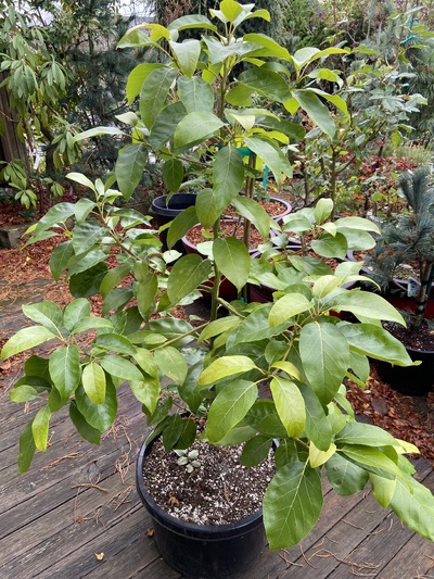 (November 20, 2024) pre-winter report -- Robust growth, both vertical and lateral - about 40" tall, Nov 2024
Planted in 10gal "squat pot"

Graft was low enough that I was able to up-pot with the graft planted below grade - this is an attempt to isolate the impact of cold winter air to just the grafted cultivar portion of the plant.

The below grade stem is planted on a diagonal, to avoid roots being too deep 
(This is the same technique as when planting a tomato start in the garden, bury half the stem to develop additional roots.)n planting a tomato deeper than its starter pot)