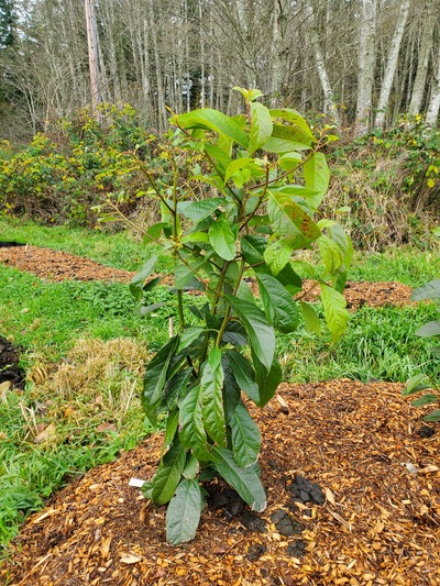 (November 23, 2024) A photo update, after a few light frosts but before any hard frosts -- It's 46" high, notably bigger than #231 which is planted next to it. It did fine after three light frosts, but hasn't gone through any hard frosts yet. The deer left it alone during summer, but ate a section of leaves about a week ago and ate all remaining leaves last night. The photo is from 11/21/24, before the worse deer damage. 