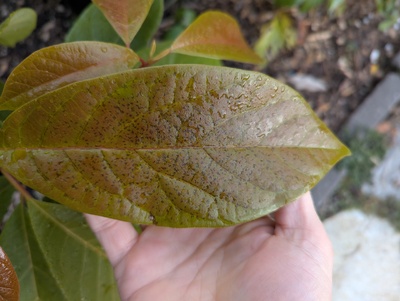 (December 5, 2024) Frost damage -- Some of the unhardened leaves show slight damage from a few recent nights of slightly freezing temperatures.