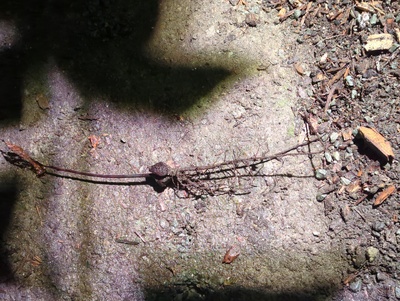 (December 14, 2024) Dead -- Appears to be root rot.