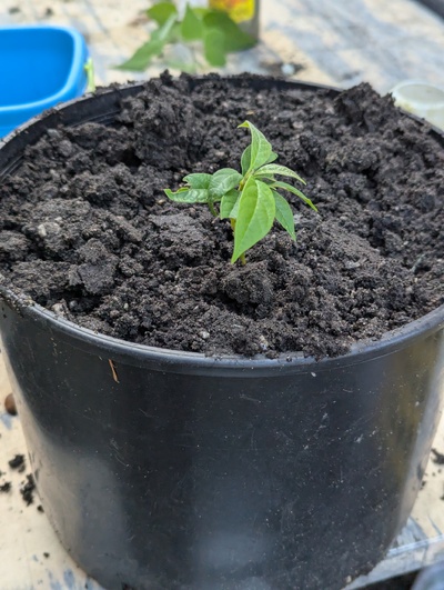 (December 16, 2024) Potted up -- Separated the three clones and this one got a pot.