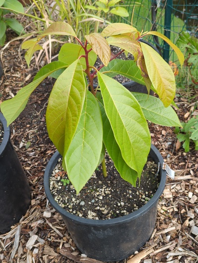 (January 9, 2025) Update -- Minor freeze damage to a few leaves.