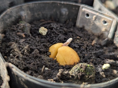(January 9, 2025) Update -- Sprouting!