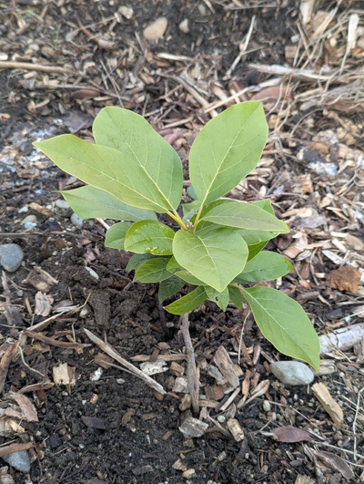 (January 17, 2025) Pre-freeze update -- The cracked stem from last winter freeze damage has mostly healed, but it has definitely stunted this one.