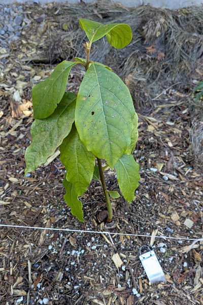 (January 26, 2025) Frost Damage Report Mid-January Freeze -- Moderate, but not severe damage on tree. Leader looks strong, but leaves have holes and cell damage showing throughout.