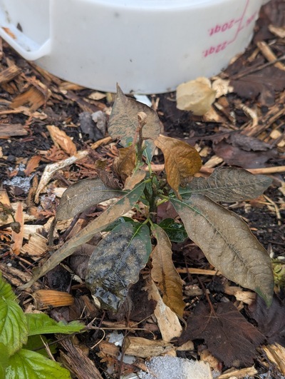 (February 8, 2025) Inter-freeze update -- After a few weeks of intermittent mild to moderate freezes (lowest temperature of 25.7°F/-3.5°C), this tree has lost most of the leaves but the stems mostly seem alive and well.