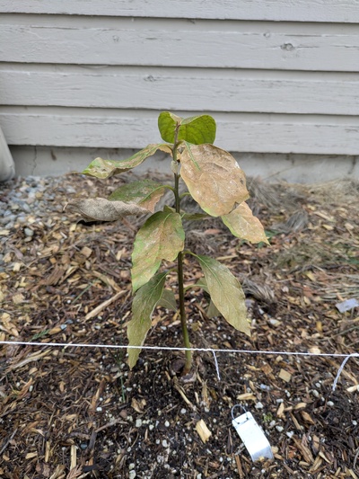 (February 21, 2025) Spring warm-up Update -- Leaves about 50% damaged. Stem and structure moderately intact.