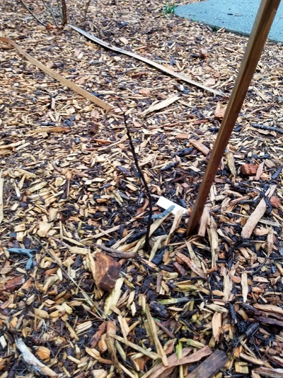 (February 24, 2025) Post Frost Report -- The tree still looks dead after the frost.