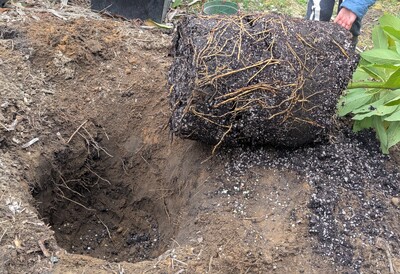 (March 4, 2025) Planted out -- Just went in the ground. The roots had started filling the pot but it was far from rootbound yet.