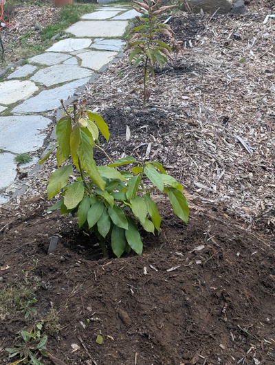 (March 4, 2025) In the ground -- This is the spot where #84 had been previously, and it flourished other than winter dieback, so hopefully this will be a good spot for this tree too 