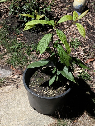 (March 11, 2025) Rediscovered -- This was a "lost tag" tree that I was able to identify as a rooted cutting of some sort, and then the leaf shape and growth habit are a clear match for this ortet, so I am pretty confident in this ID, but it could be wrong.