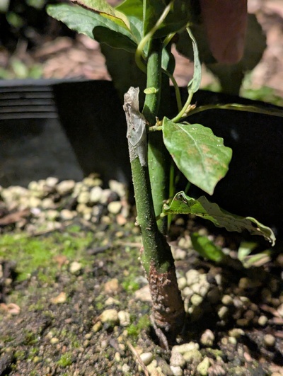 (March 11, 2025) base -- The original rooted stem had a failed graft last spring (when it was just in the "missing tag" posse, with no ID).