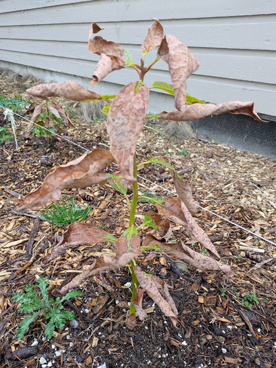 (March 13, 2025) Spring Thaw -- All leaves damaged