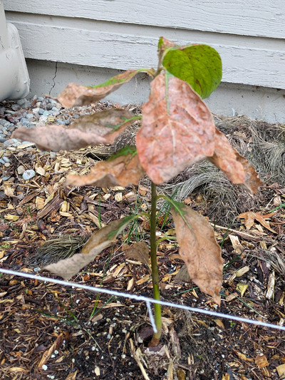 (March 13, 2025) Spring Thaw -- Main stem intact, leaves mostly dead.