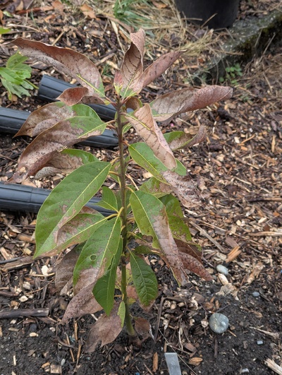 (March 16, 2025) End of winter -- Some damage to leaves and slight discoloration of stems, but generally this one did great.