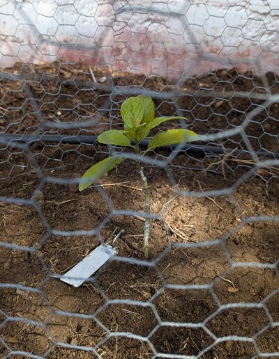 (March 19, 2025) Planted! -- Planted in south-facing foundation bed; caged in 1" chicken wire without lid. (3/18/2025)
