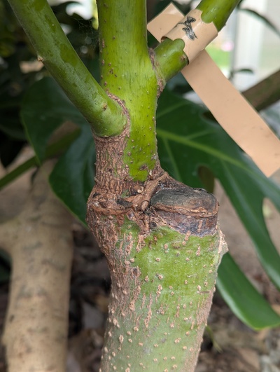 (March 29, 2025) Update -- The bark graft from a year ago has grown well.