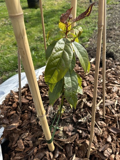 (April 5, 2025) Spring 2025 update -- The tree survived winter with some damage to its leader. It appears several leaves are damaged but that the tip may still be alive. Will know if a few weeks if new leaves emerge. Applied some fruit tree granules late March.