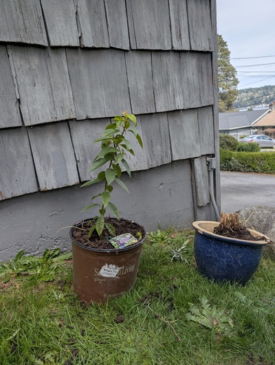 (April 5, 2025) Photo Update -- This one stayed in an unheated attached garage over the winter.  Been outside exclusively for about two weeks. 

The graft from last summer didn't take and this sprout is from the original root. 
