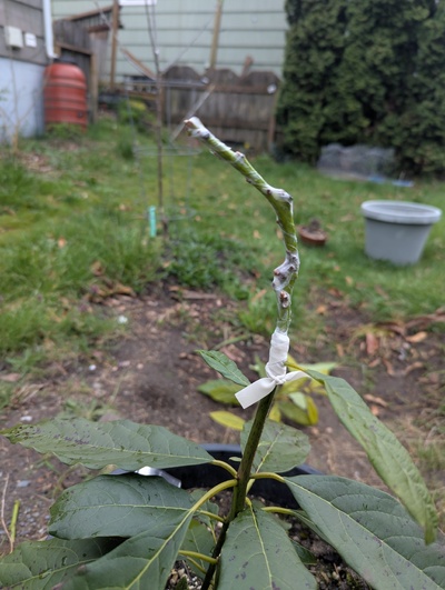 (April 6, 2025) Grafted -- Added a graft of Frank today.