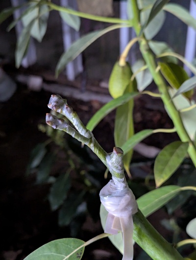 (April 9, 2025) Graft added -- Just added a graft of Frank on one of the Brissago branches.