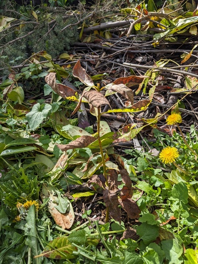 (April 11, 2025) post winter report -- I think it survived?