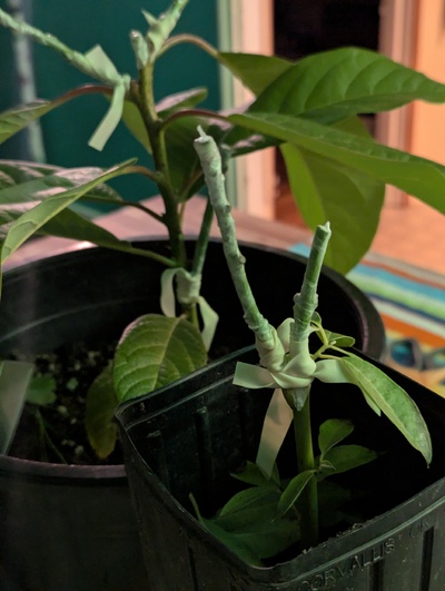 (April 13, 2025) Graft added -- Two grafts of L1 were added, but one was poorly aligned 