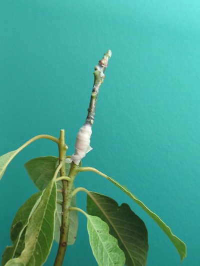 (April 13, 2025) Grafted -- Graft of Front Porch added today 