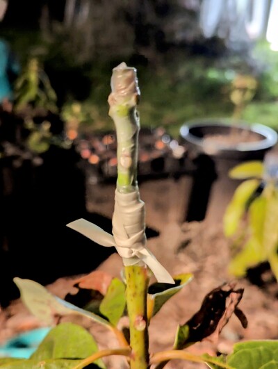 (April 14, 2025) Grafted -- Grafted high with Gloria. Will be attempting to root the removed top.
