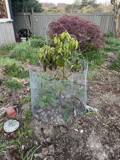 (April 24, 2025) Post-winter update  -- Tree is in good shape with no winter damage.  This tree has the 2nd largest caliper of my trees next to the container Reed.  