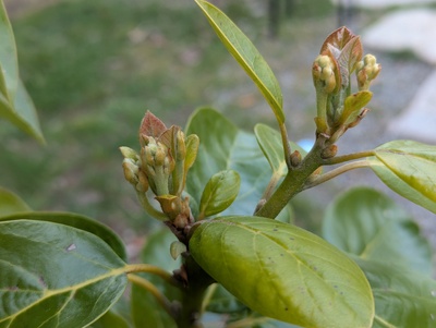 (April 30, 2025) Update -- Flower panicles beginning to extend, but still pretty far from opening