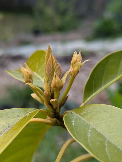 (April 30, 2025) Update -- Flower panicles beginning to expand but still a ways to go