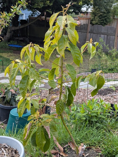 (April 30, 2025) Update -- Unless the Gloria graft takes, it's now a single variety tree.